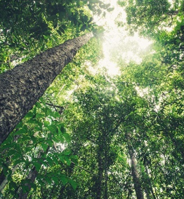 Forêts durables